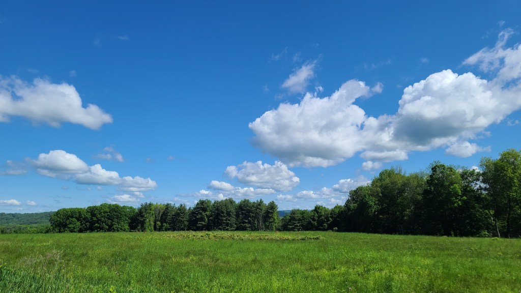 Where the Wild Things Are